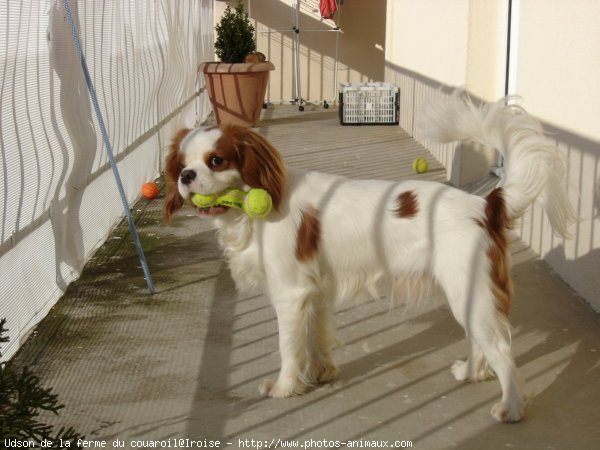 Photo de Cavalier king charles spaniel