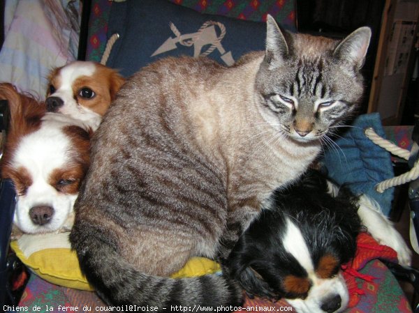 Photo de Cavalier king charles spaniel