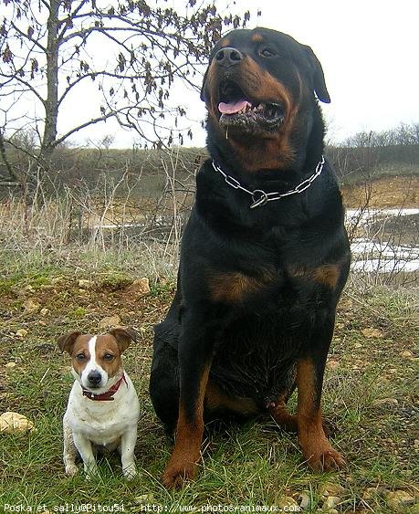 Photo de Rottweiler