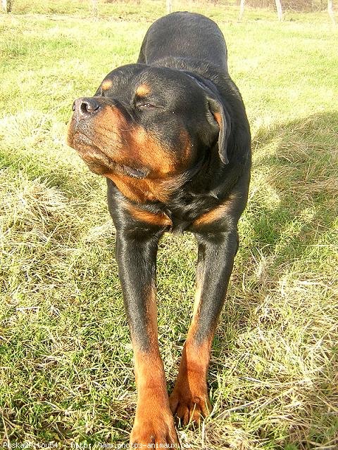 Photo de Rottweiler