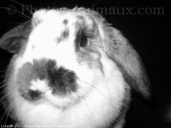 Photo de Lapin