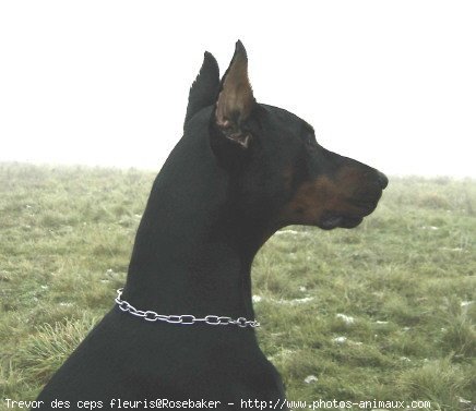 Photo de Dobermann