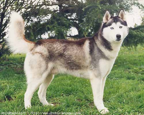 Photo de Husky siberien