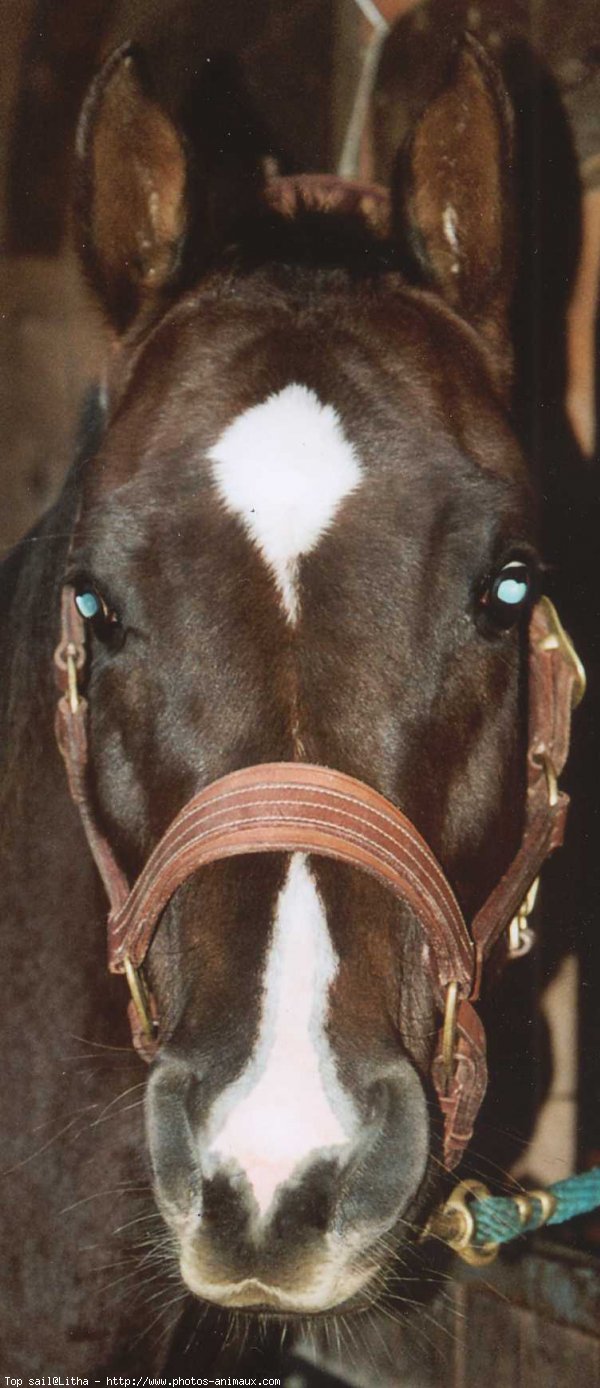 Photo de Quarter horse