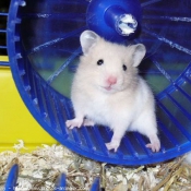 Photo de Hamster