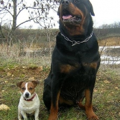 Photo de Rottweiler