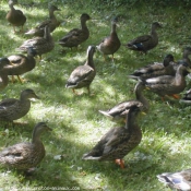 Photo de Canard