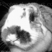 Photo de Lapin