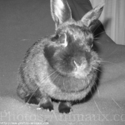 Photo de Lapin