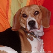 Photo de Beagle