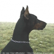 Photo de Dobermann