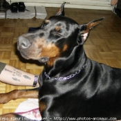 Photo de Dobermann