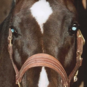 Photo de Quarter horse