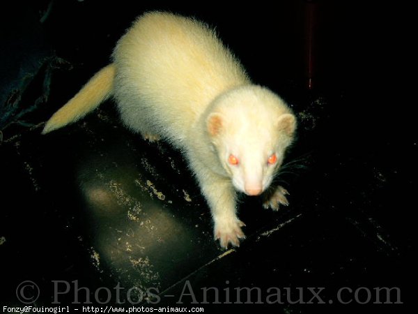 Photo de Furet