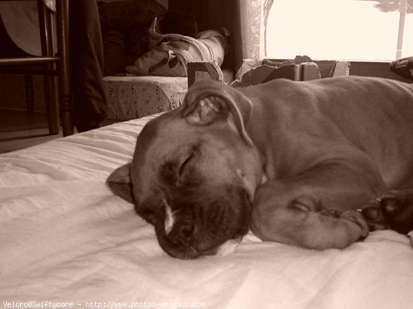 Photo de Boxer