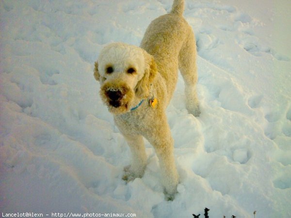 Photo de Caniche moyen