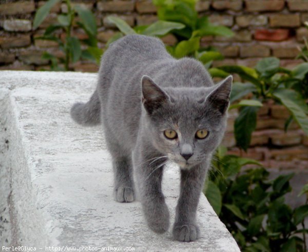 Photo de Chat domestique