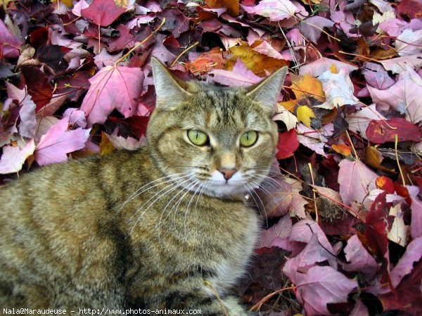 Photo de Chat domestique