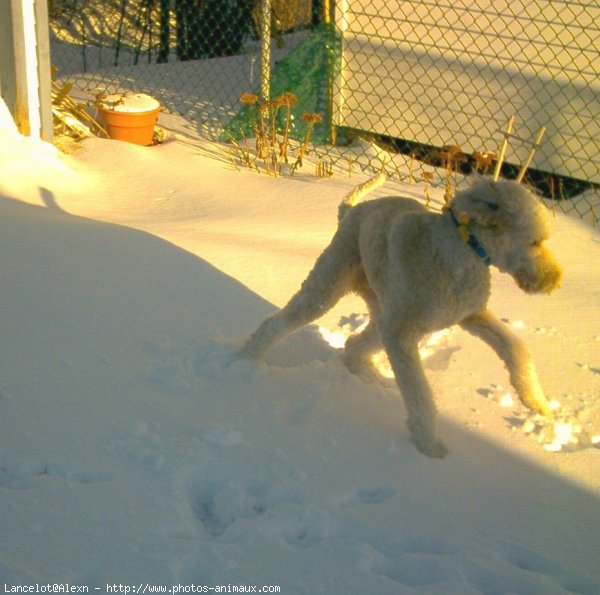 Photo de Caniche moyen