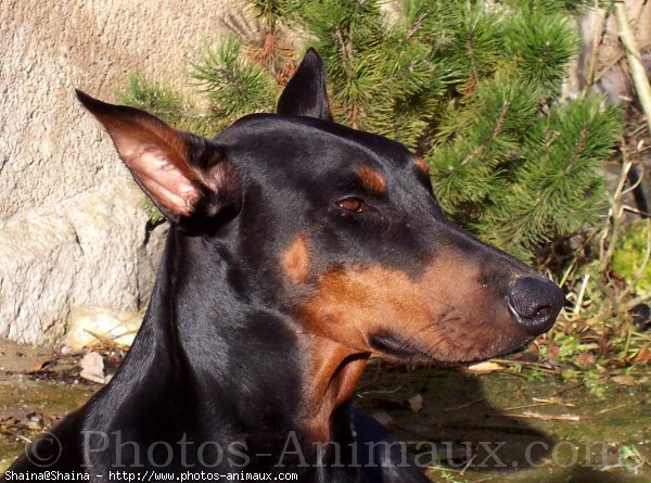 Photo de Dobermann