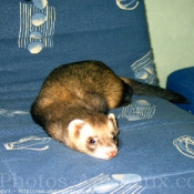 Photo de Furet