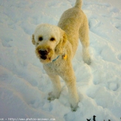 Photo de Caniche moyen