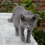 Photo de Chat domestique