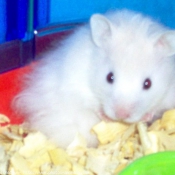 Photo de Hamster