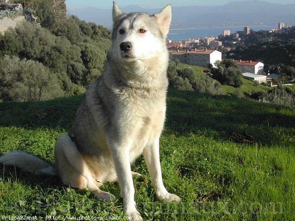 Photo de Husky siberien