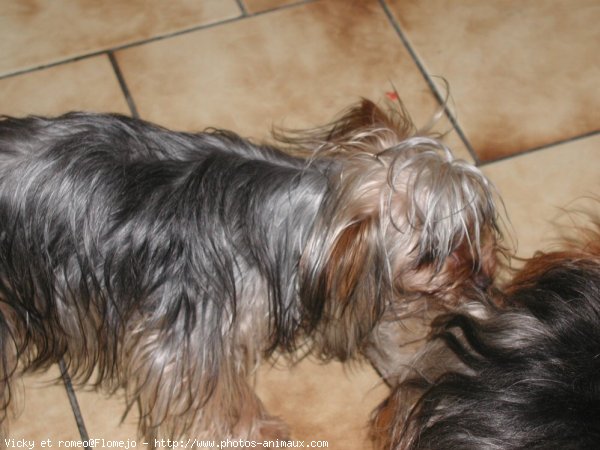 Photo de Yorkshire terrier