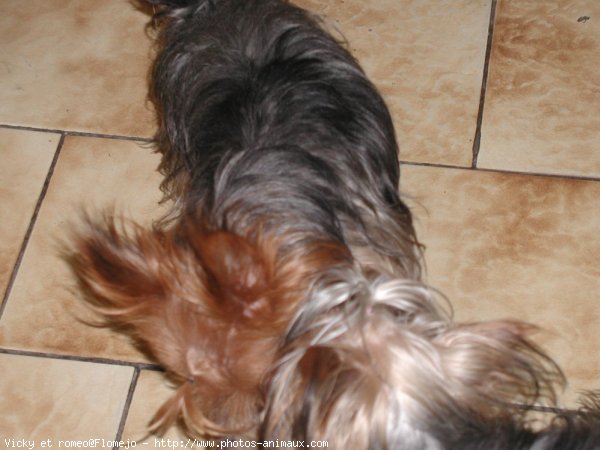 Photo de Yorkshire terrier