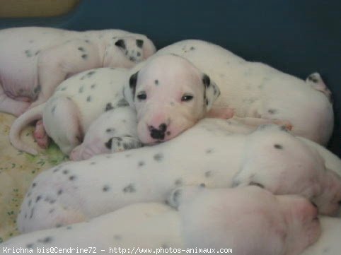 Photo de Dalmatien