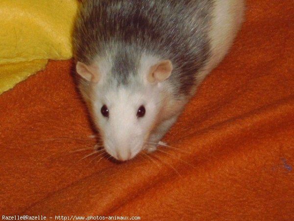 Photo de Rat