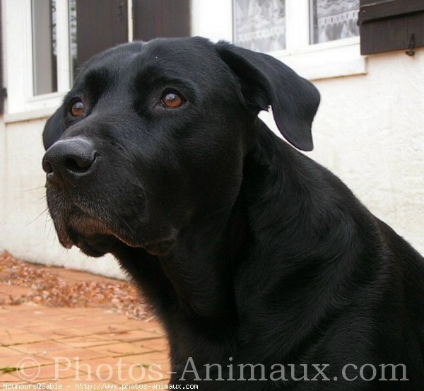 Photo de Labrador retriever