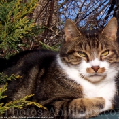 Photo de Chat domestique