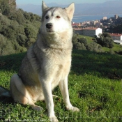 Photo de Husky siberien