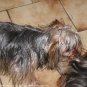 Photo de Yorkshire terrier