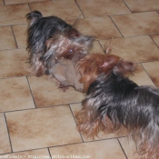 Photo de Yorkshire terrier