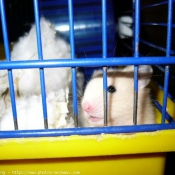 Photo de Hamster