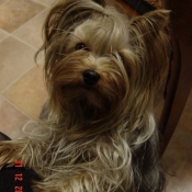 Photo de Yorkshire terrier