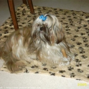 Photo de Shih tzu