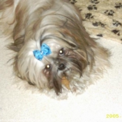 Photo de Shih tzu