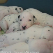 Photo de Dalmatien