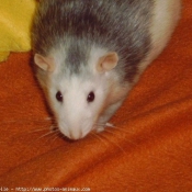 Photo de Rat