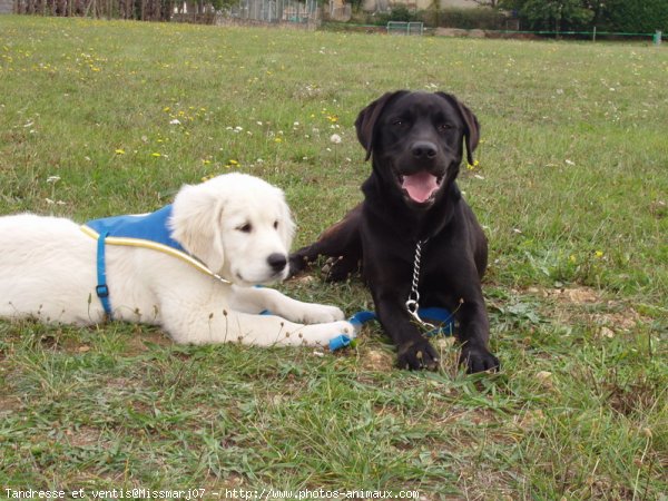 Photo de Races diffrentes