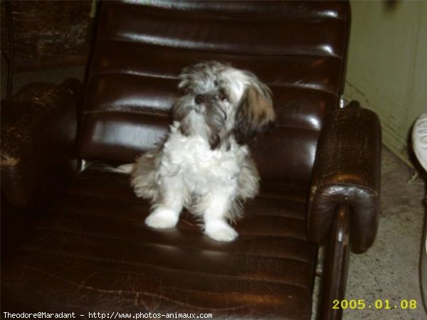 Photo de Lhassa apso