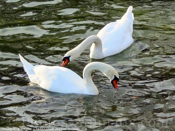 Photo de Cygne