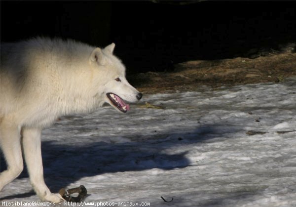 Photo de Loup