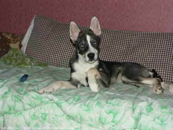 Photo de Husky siberien