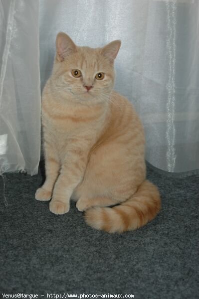 Photo de British shorthair